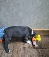 Asher, a male Boston Terrier for sale in Mountain View, MO – 2 of 8