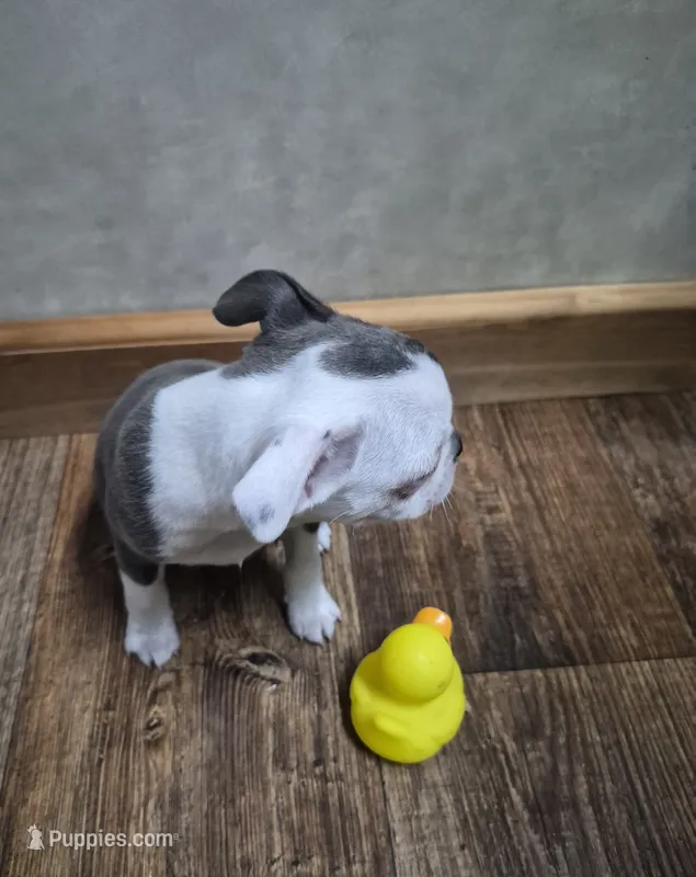 Emma – Boston Terrier puppy for sale in Mountain View, MO