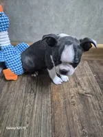 Luca, a male Boston Terrier for sale in Mountain View, MO – 7 of 7