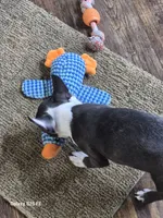 Luca, a male Boston Terrier for sale in Mountain View, MO – 7 of 7