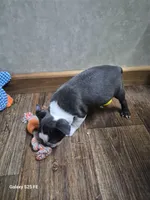 Noah, a male Boston Terrier for sale in Mountain View, MO – 3 of 8