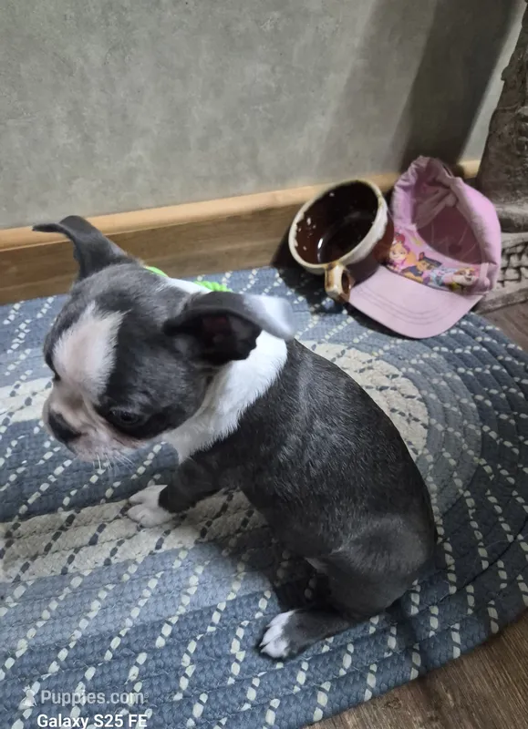 Luca – Boston Terrier puppy for sale in Mountain View, MO