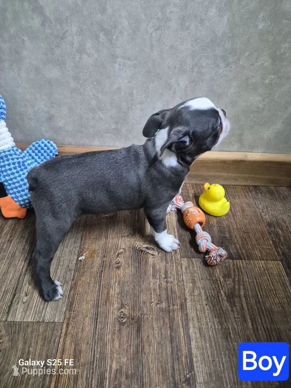 Asher – Boston Terrier puppy for sale in Mountain View, MO