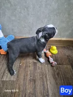 Asher, a male Boston Terrier for sale in Mountain View, MO – 1 of 8