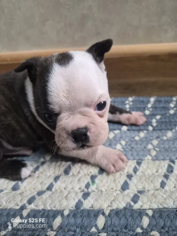 Rush – Boston Terrier puppy for sale in Mountain View, MO