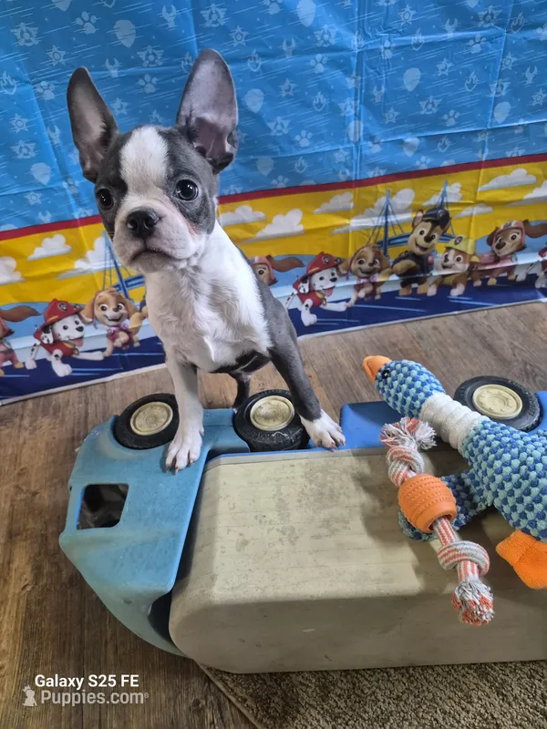 Luca – Boston Terrier puppy for sale in Mountain View, MO