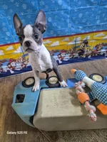 Luca, a male Boston Terrier for sale in Mountain View, MO – 2 of 7