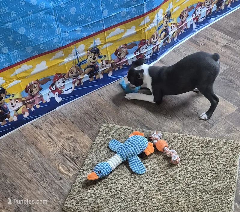 Sheila  – Boston Terrier puppy for sale in Mountain View, MO