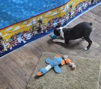Sheila , a female Boston Terrier for sale in Mountain View, MO – 1 of 8