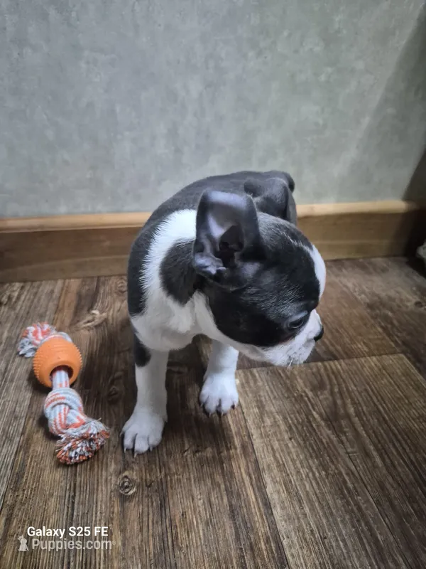 Noah – Boston Terrier puppy for sale in Mountain View, MO