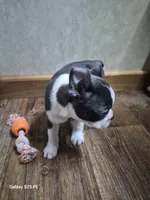 Noah, a male Boston Terrier for sale in Mountain View, MO – 5 of 8