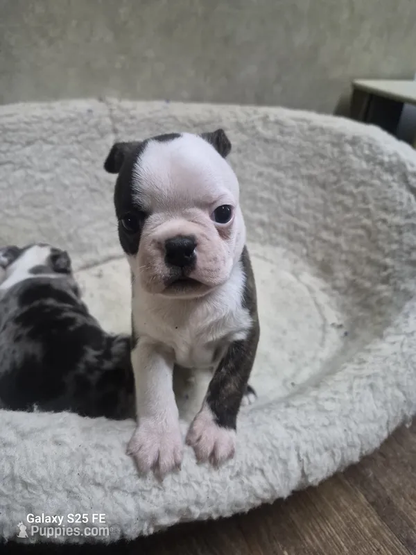 Rush – Boston Terrier puppy for sale in Mountain View, MO