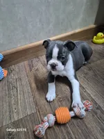 Theo, a male Boston Terrier for sale in Mountain View, MO – 8 of 8