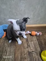Emma, a female Boston Terrier for sale in Mountain View, MO – 2 of 4
