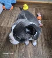 Ella, a female Boston Terrier for sale in Mountain View, MO – 2 of 7