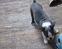 Theo, a male Boston Terrier for sale in Mountain View, MO – 4 of 6
