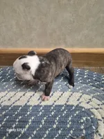 Rush, a male Boston Terrier for sale in Mountain View, MO – 3 of 3