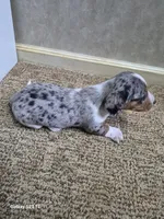 Reggie, a male Miniature Dachshund for sale in Mountain View, MO – Photo 2 of 5