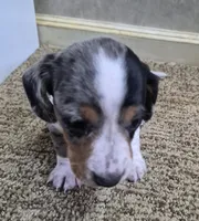 Reggie, a male Miniature Dachshund for sale in Mountain View, MO – Photo 3 of 5