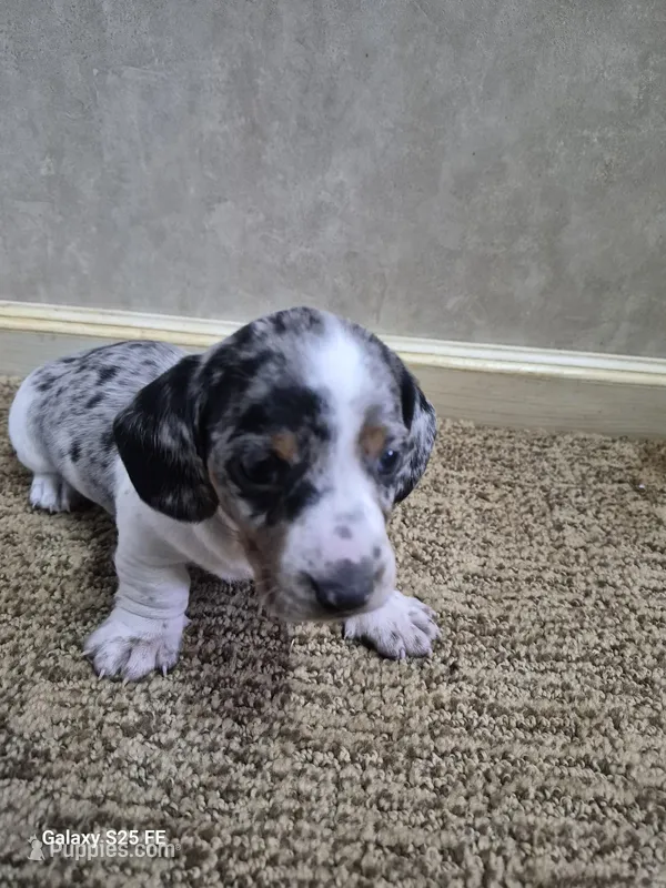 Reggie – Miniature Dachshund puppy for sale in Mountain View, MO