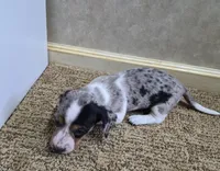 Reggie, a male Miniature Dachshund for sale in Mountain View, MO – Photo 4 of 5