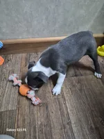 Theo, a male Boston Terrier for sale in Mountain View, MO – 7 of 8