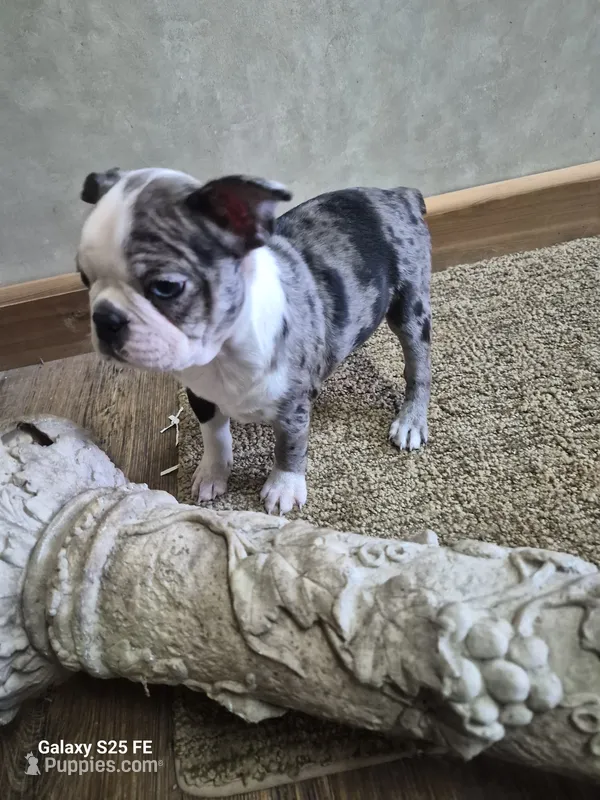 Blue Merle – Boston Terrier puppy for sale in Mountain View, MO