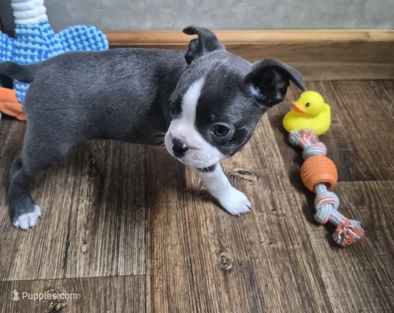 Ella – Boston Terrier puppy for sale in Mountain View, MO
