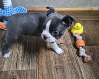 Ella, a female Boston Terrier for sale in Mountain View, MO – 1 of 7
