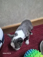 Asher, a male Boston Terrier for sale in Mountain View, MO – 2 of 6