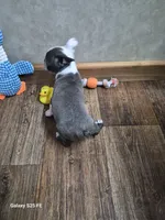 Emma, a female Boston Terrier for sale in Mountain View, MO – 3 of 4