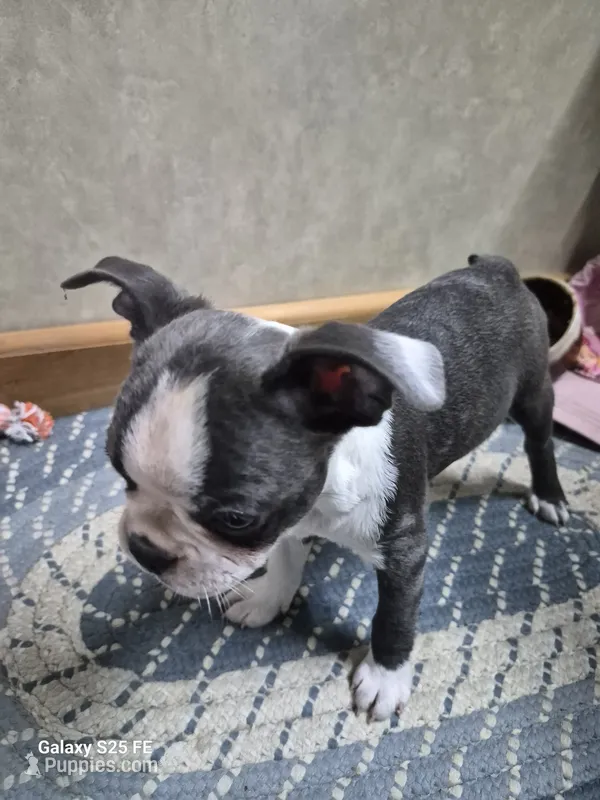 Luca – Boston Terrier puppy for sale in Mountain View, MO