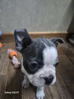 Noah, a male Boston Terrier for sale in Mountain View, MO – 4 of 8
