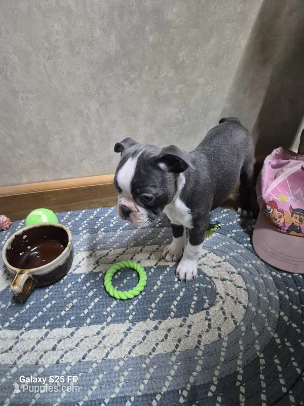Asher – Boston Terrier puppy for sale in Mountain View, MO