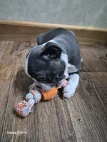 Asher, a male Boston Terrier for sale in Mountain View, MO – 8 of 8