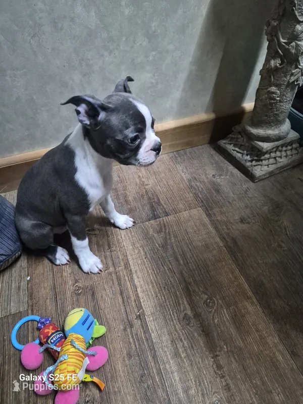 Sheila  – Boston Terrier puppy for sale in Mountain View, MO