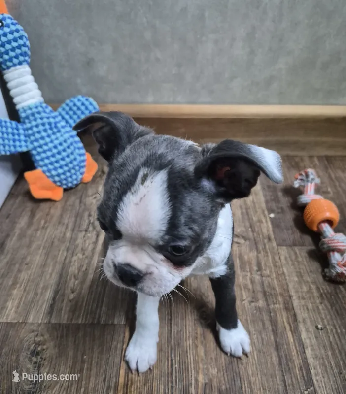 Luca – Boston Terrier puppy for sale in Mountain View, MO