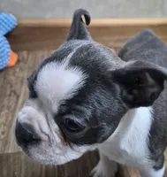 Noah, a male Boston Terrier for sale in Mountain View, MO – 8 of 8
