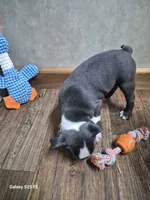 Asher, a male Boston Terrier for sale in Mountain View, MO – 5 of 8
