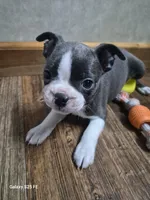 Ella, a female Boston Terrier for sale in Mountain View, MO – 7 of 7