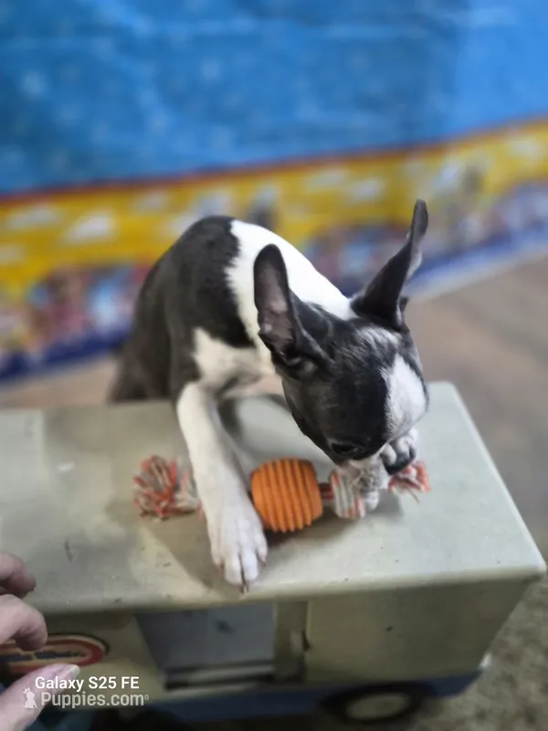 Luca – Boston Terrier puppy for sale in Mountain View, MO