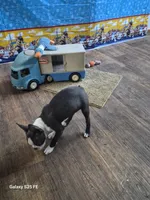 Luca, a male Boston Terrier for sale in Mountain View, MO – 5 of 7