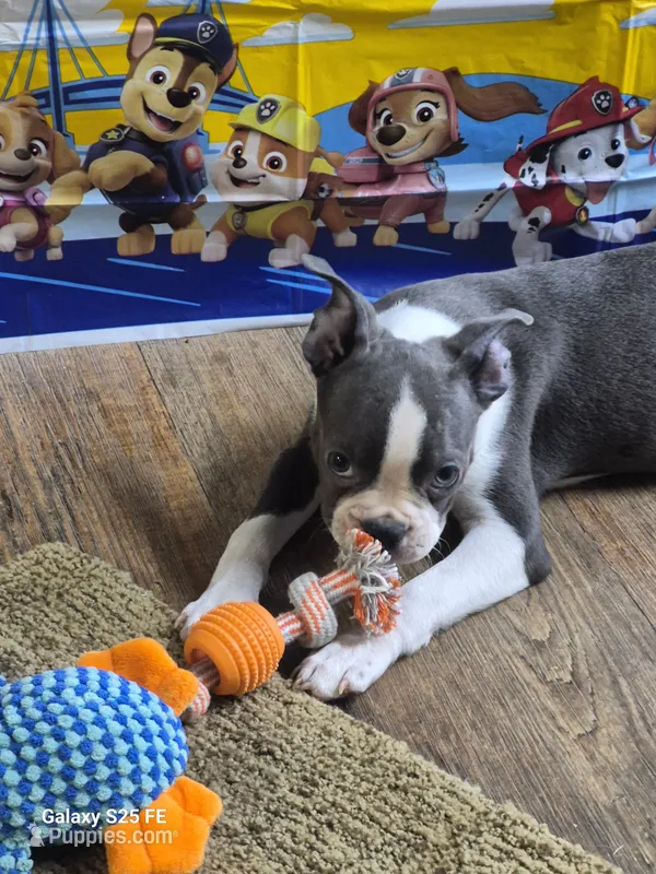 Theo – Boston Terrier puppy for sale in Mountain View, MO