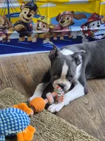 Theo, a male Boston Terrier for sale in Mountain View, MO – 1 of 6