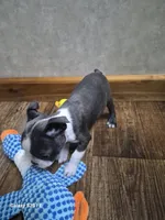 Sophia, a female Boston Terrier for sale in Mountain View, MO – 4 of 4