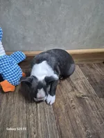 Luca, a male Boston Terrier for sale in Mountain View, MO – 2 of 7