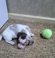 Ace, a male Miniature Dachshund for sale in Mountain View, MO – Photo 8 of 8