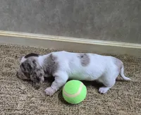 Ace, a male Miniature Dachshund for sale in Mountain View, MO – Photo 3 of 8