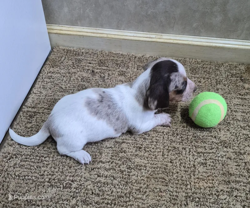 Ace – Miniature Dachshund puppy for sale in Mountain View, MO