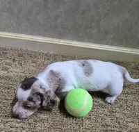 Ace, a male Miniature Dachshund for sale in Mountain View, MO – Photo 7 of 8